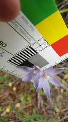 Thelymitra alcockiae