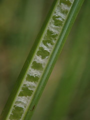 Juncus procerus