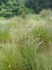 Juncus procerus