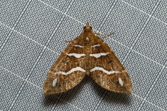 Chaetolopha niphosticha