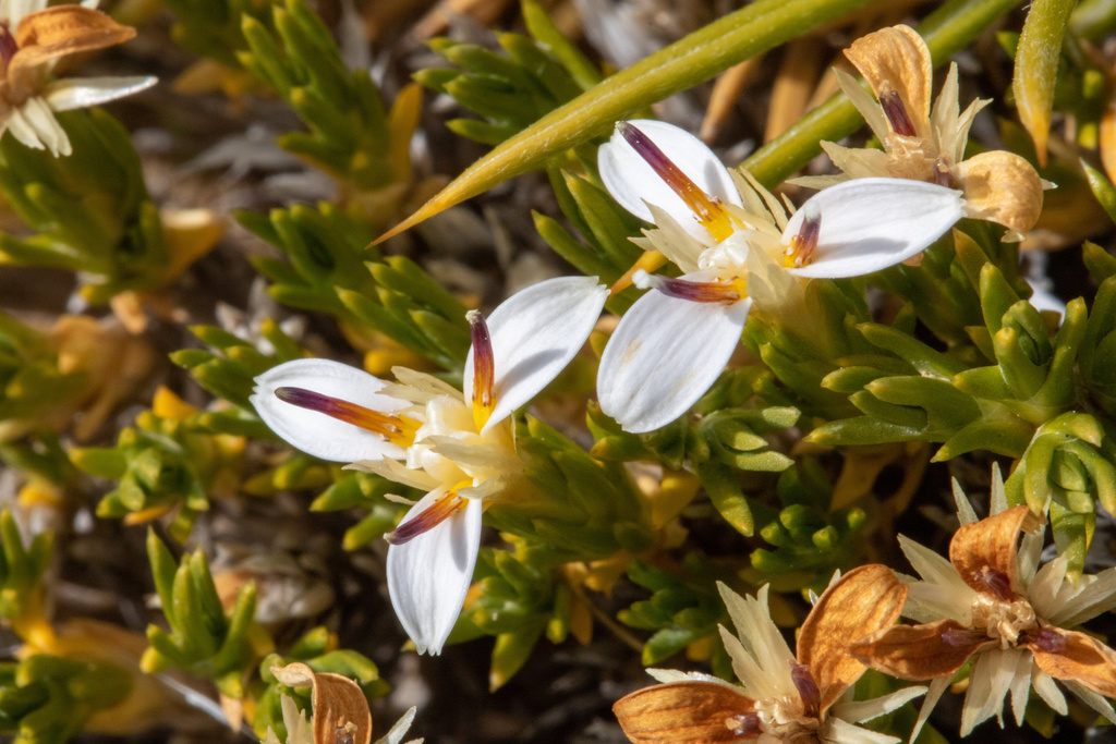 Nassauvia pentacaenoides