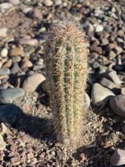 Oreocereus