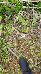 Thelymitra alcockiae