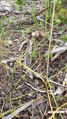 Thelymitra alcockiae