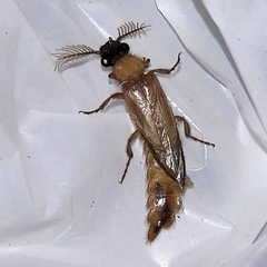 Phrixothrix