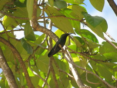 Anthracothorax viridis