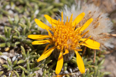 Brachyclados caespitosus