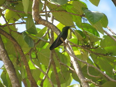 Anthracothorax viridis