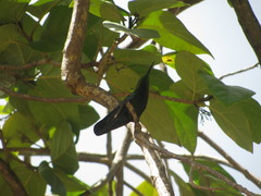 Anthracothorax viridis