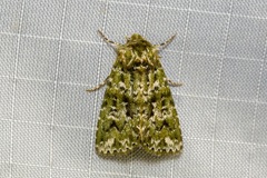 Thalatha bryochlora