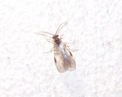 Plumariidae