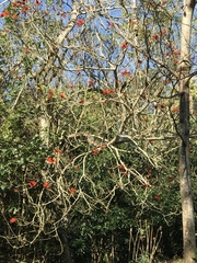 Dicrurus hottentottus