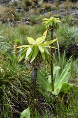 Eucomis bicolor