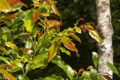 Cryptocarya erythroxylon