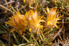 Chuquiraga aurea