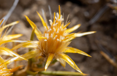 Chuquiraga aurea