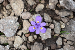 Moraea dracomontana