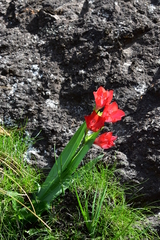 Gladiolus flanaganii