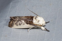 Cryptophasa albacosta