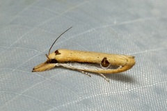 Compsotorna oligarchica