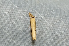 Compsotorna oligarchica