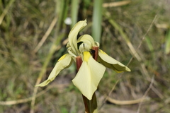Moraea alticola