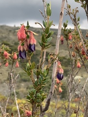 Brachyotum strigosum