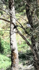 Eopsaltria georgiana