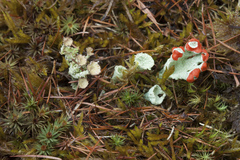 Cladonia borealis