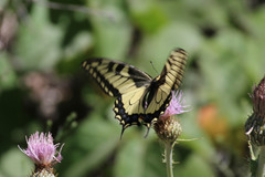 Papilio machaon oregonius