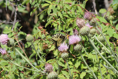 Papilio machaon oregonius