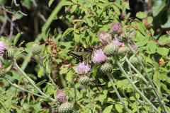 Papilio machaon oregonius