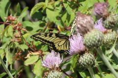 Papilio machaon oregonius