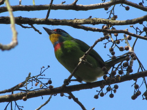 Illustratie van Taiwanese baardvogel