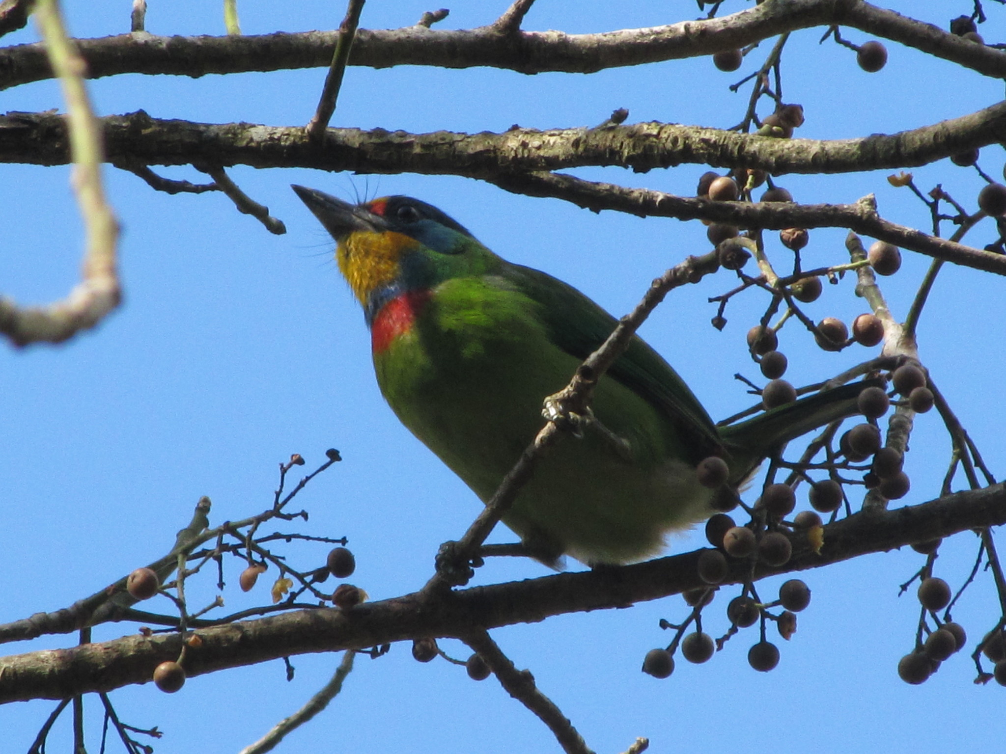 Taiwan Barbet (Psilopogon nuchalis)