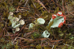 Cladonia borealis