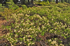 Ceanothus velutinus velutinus