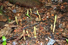 Corallorhiza maculata