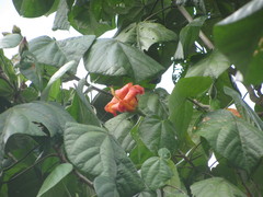 Hibiscus elatus