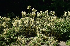 Ceanothus velutinus velutinus