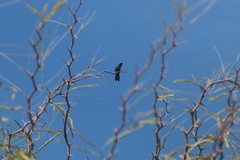 Cynanthus latirostris