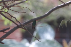 Cynanthus latirostris