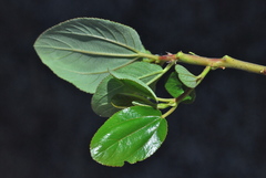 Ceanothus velutinus velutinus