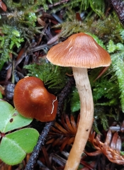 Cortinarius obtusus