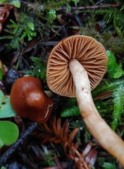 Cortinarius obtusus