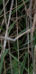 Ichneumon promissorius