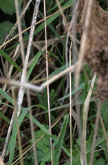 Ichneumon promissorius