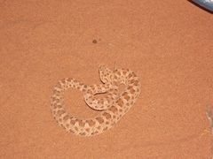 Bothrops ammodytoides