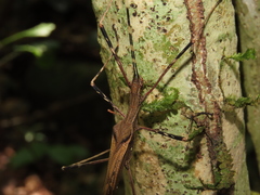 Pseudophasma marmoratum
