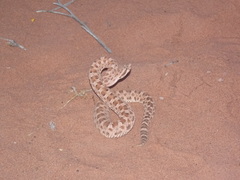 Bothrops ammodytoides